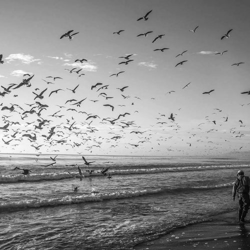 revoada-das-gaivotas-atlantico-norte-portugal-prime